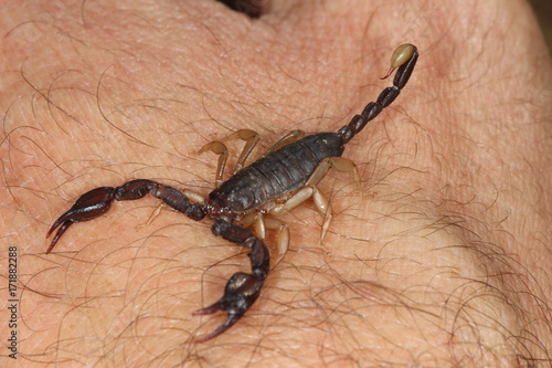 closeup of an european scorpion, euscorpius.
