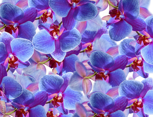 Orchideen, Hintergrund