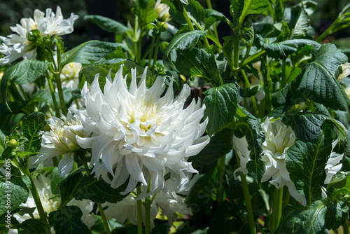Fototapeta Naklejka Na Ścianę i Meble -  Dahlias

