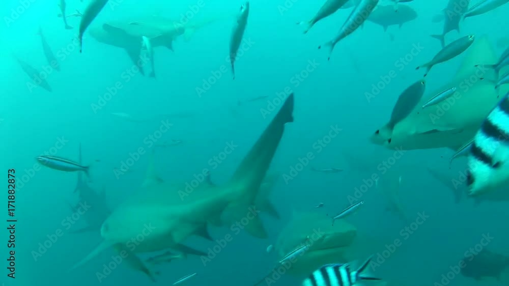 Sharks swim with tropical fish, underwater POV Sharks swim with tropical fish, underwater POV