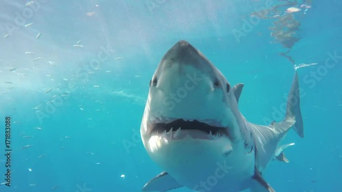 People in cage watch great white shark swim through school of fish, Fiji