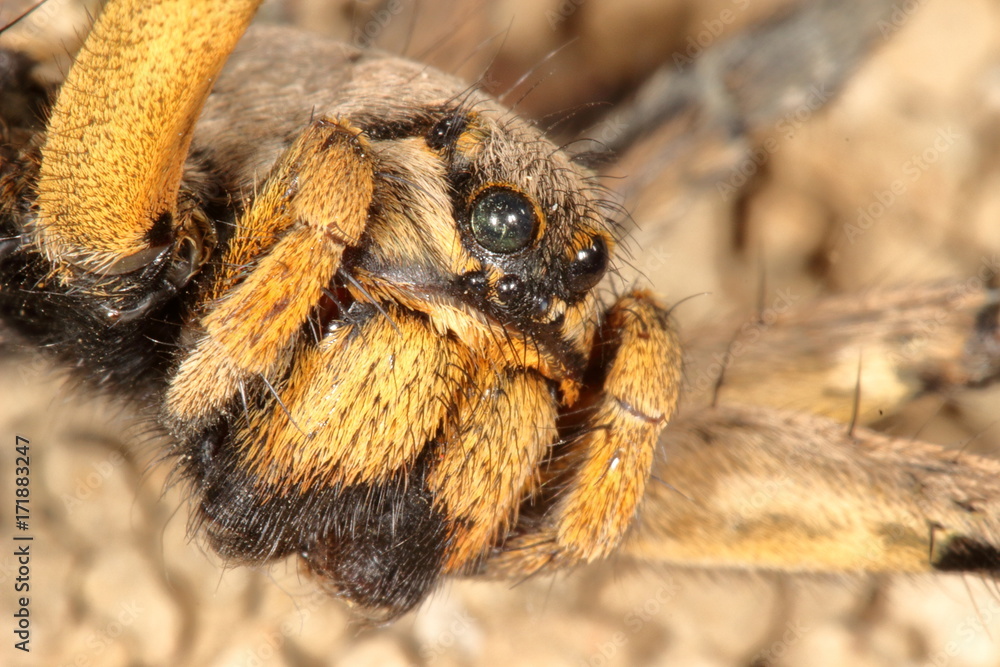 macro of a Spanish tarantula, biggest spanish spider lycosa hispanica.  Photos | Adobe Stock