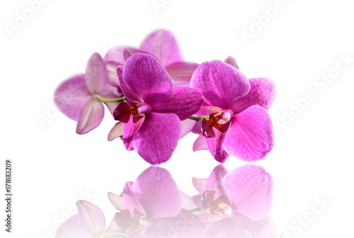 Sch  ne Orchidee