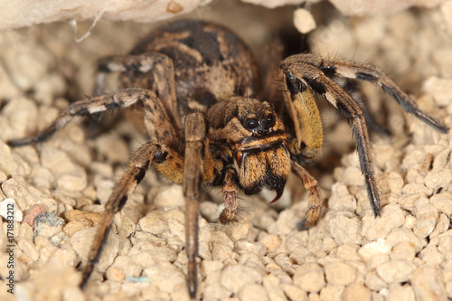 macro of a Spanish tarantula, biggest spanish spider lycosa hispanica.