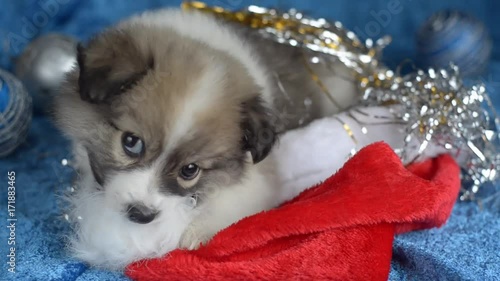 Little fluffy puppy plays with Christmas decorations.