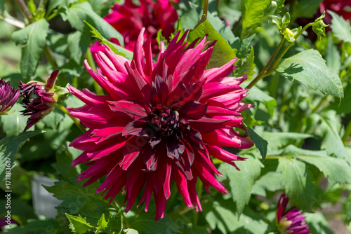 Fototapeta Naklejka Na Ścianę i Meble -  Dahlias

