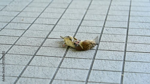 Two Sparrow birds fight one on one