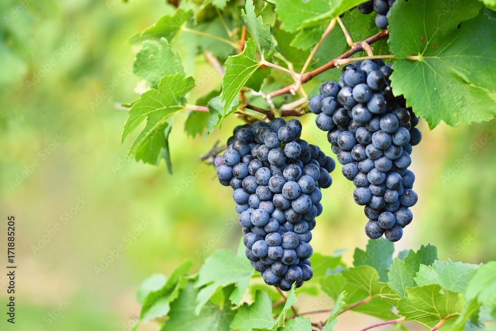 Ripe grapes. Vineyards at sunset in autumn harvest. Wine Region, Southern Moravia - Czech Republic. Popice under Palava.