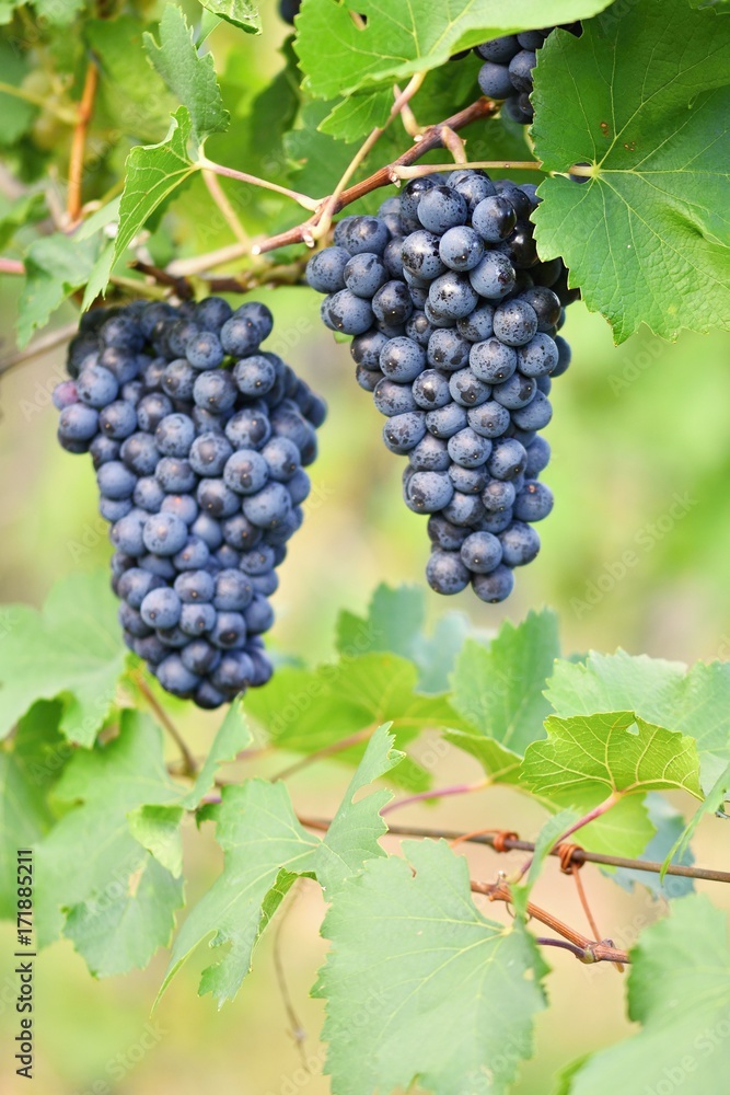 Ripe grapes. Vineyards at sunset in autumn harvest. Wine Region, Southern Moravia - Czech Republic. Popice under Palava. Ripe grapes. Vineyards at sunset in autumn harvest. Wine Region, Southern Moravia - Czech Republic. Popice under Palava.