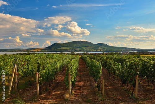 Vineyards at sunset in autumn harvest. Ripe grapes.Wine Region, Southern Moravia - Czech Republic. Vineyard under Palava. photo
