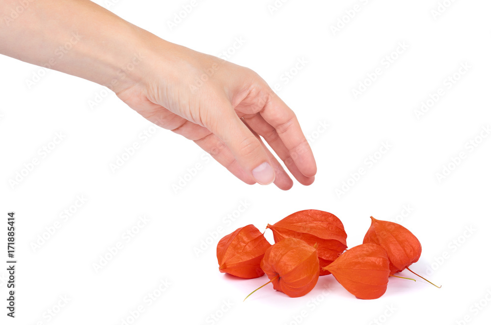 Orange physalis in hand isolated on white background Orange physalis in hand isolated on white background