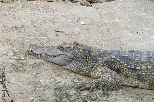 Crocodiles In the Farm , Zoo Thailand 