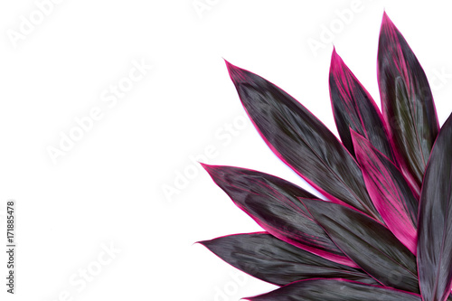 Cordyline fruticosa - red petals - tropical exotic flowers,Cordyline fruticosa isolated on white background photo