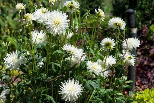 Fototapeta Naklejka Na Ścianę i Meble -  Dahlias

