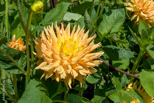 Fototapeta Naklejka Na Ścianę i Meble -  Dahlias

