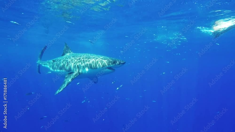 Great white shark chases bait by scuba cage, POV Great white shark chases bait by scuba cage, POV