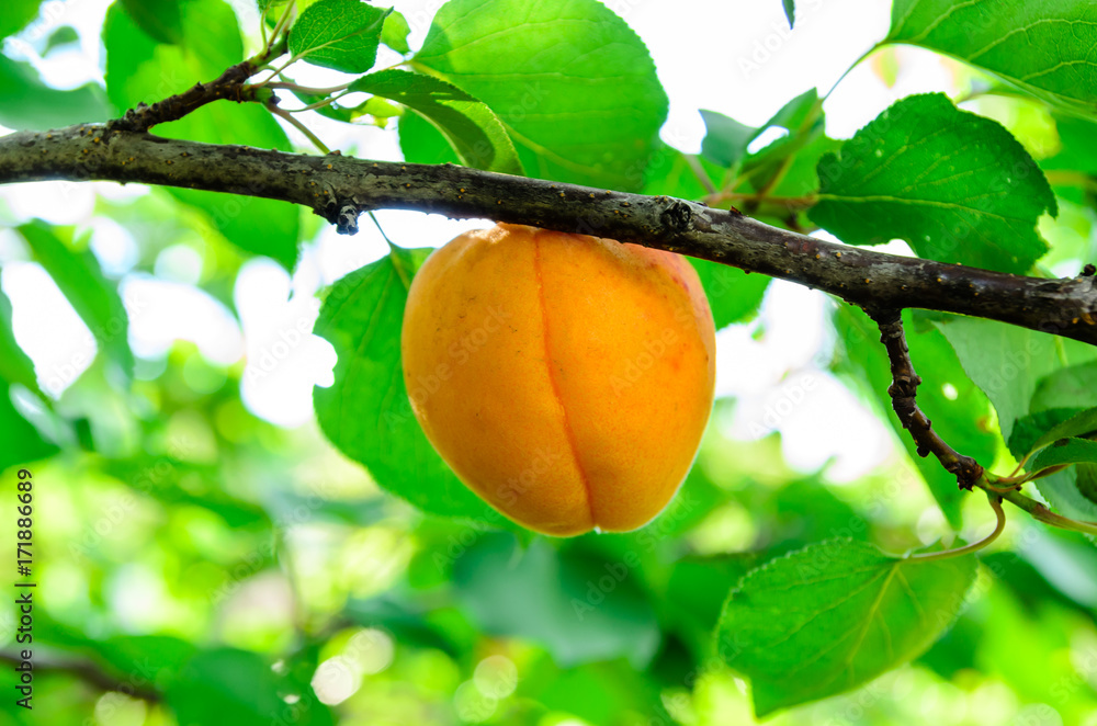 Ripe apricot fruit on branch