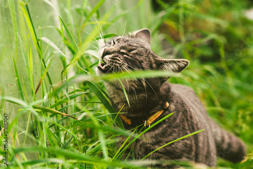 The cat is eating grass in the park.