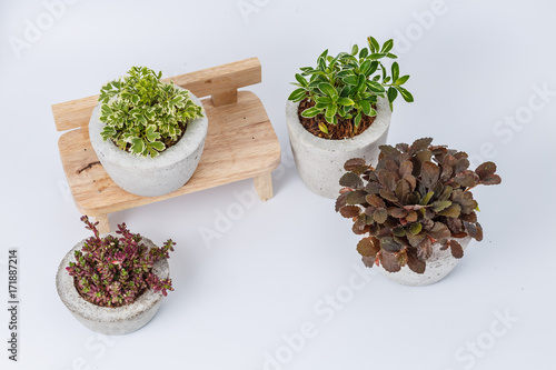 plants in flower pots on white background