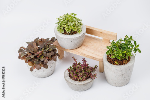 plants in flower pots on white background