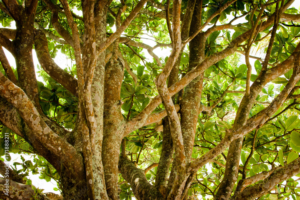 Inside the forest Inside the forest