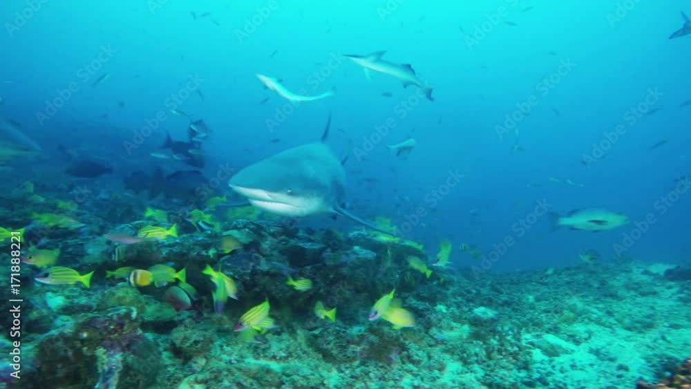 Sharks swim in reef, Fiji Sharks swim in reef, Fiji