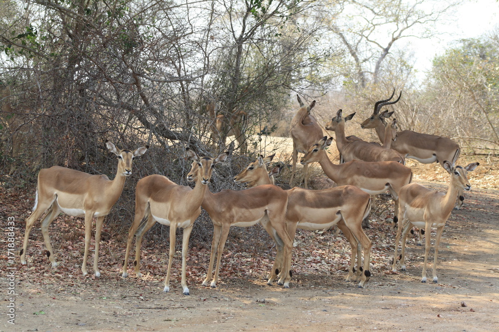 animali sud africa parc kruger gruppo di impala animali sud africa parc kruger gruppo di impala