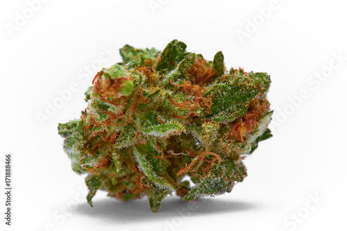 Close up of medical marijuana sativa strain Sour Diesel on white background