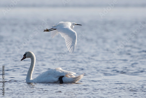 Little Egret and Mute Swan © Maciej Olszewski