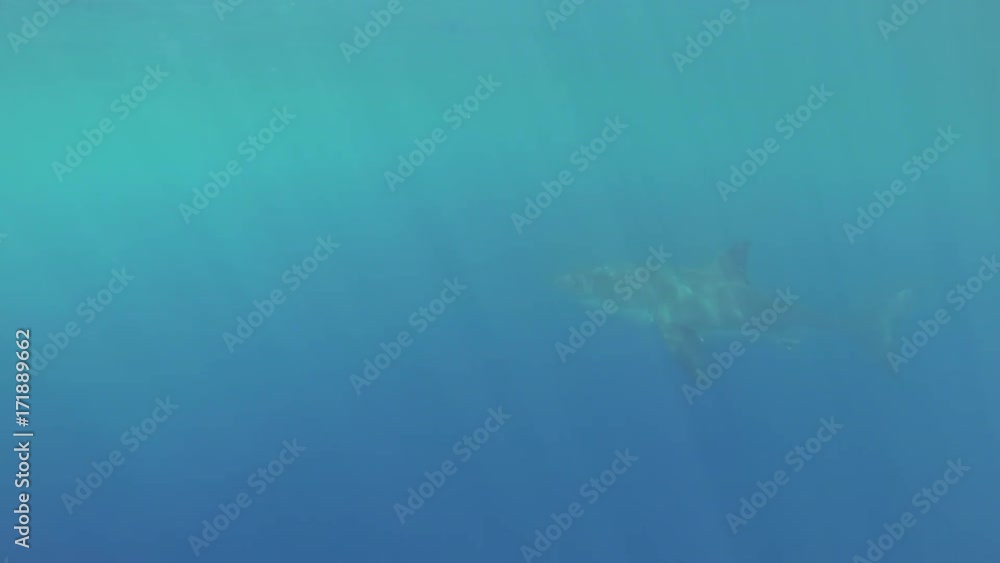 Cage diving POV, great white shark swims in open water Cage diving POV, great white shark swims in open water