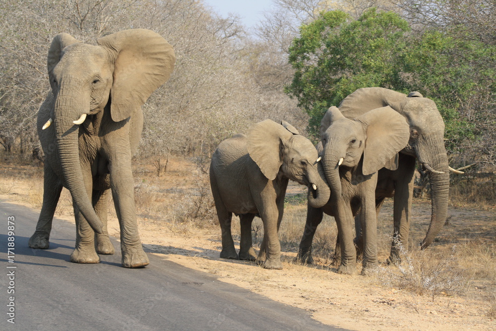 Fototapeta premium gruppo elefanti parco kruger sud africa