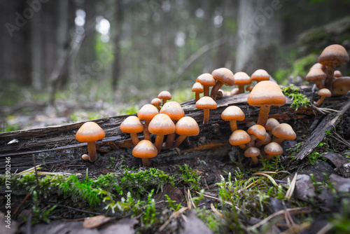 inedible mushrooms in the forest photo