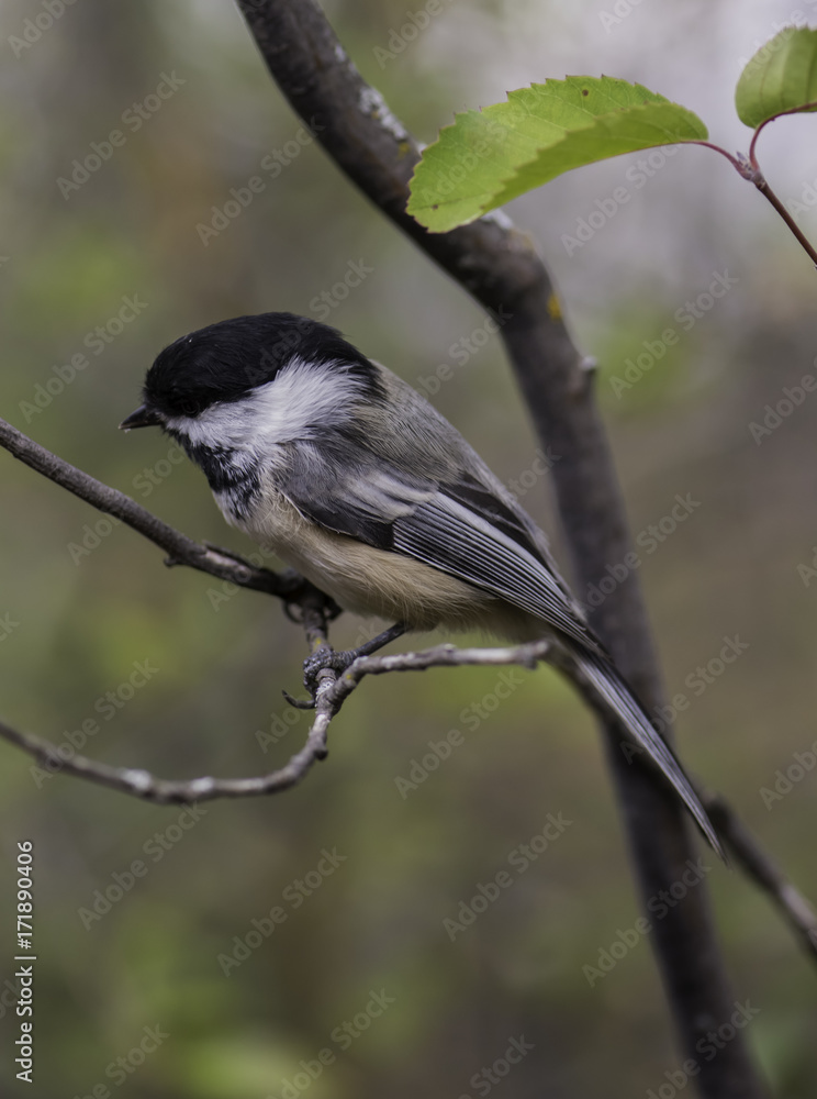 Obraz premium Chickadee