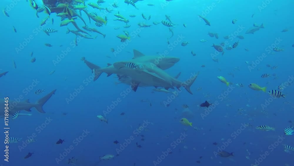 Sharks swim in open water, POV Sharks swim in open water, POV