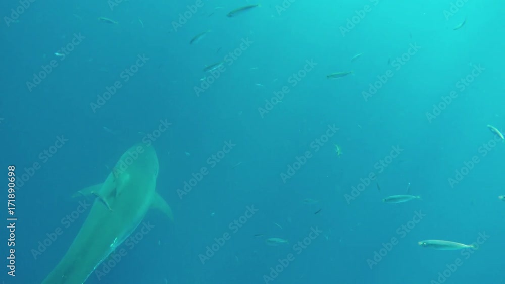 Great white shark in Fiji, POV Great white shark in Fiji, POV