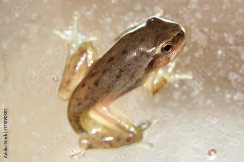closeup of a frog in a pond