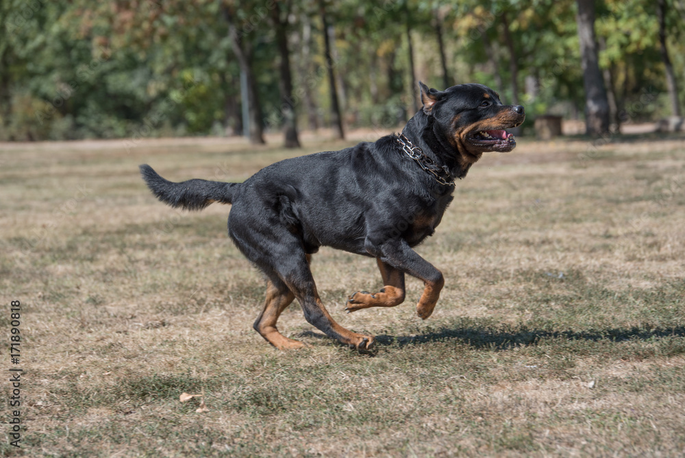 Purebred Rottweiler dog outdoors in the nature  on a summer day. Selective focus on dog