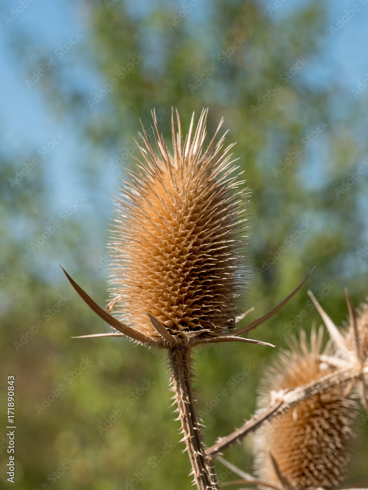 Dry thistle. Dry thistle at the end summer. Dry thistle. Dry thistle at the end summer.