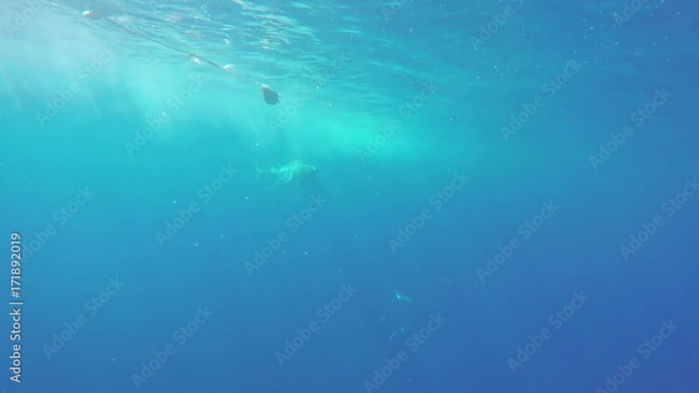 POV, great white shark passes by bait POV, great white shark passes by bait