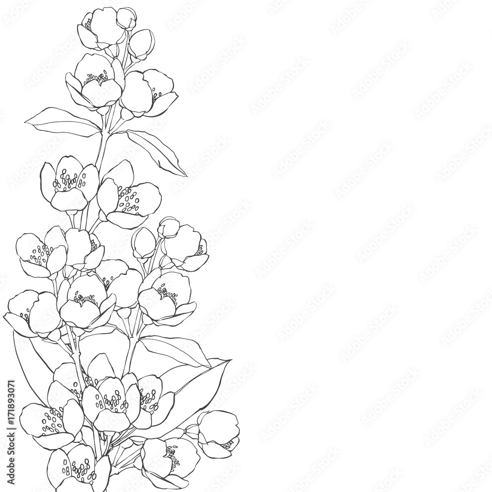 Floral background with hand-drawn branches of flowers jasmine. Vector illustration on a white background with  place for text. Invitation, greeting card or an element for your design.