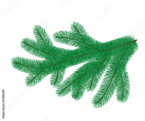 Fir branch, isolated on white background. Vector illustration.