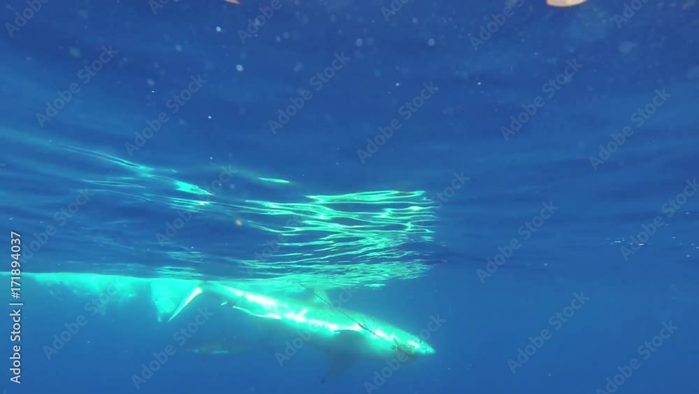 POV, great white shark bites bait underwater POV, great white shark bites bait underwater