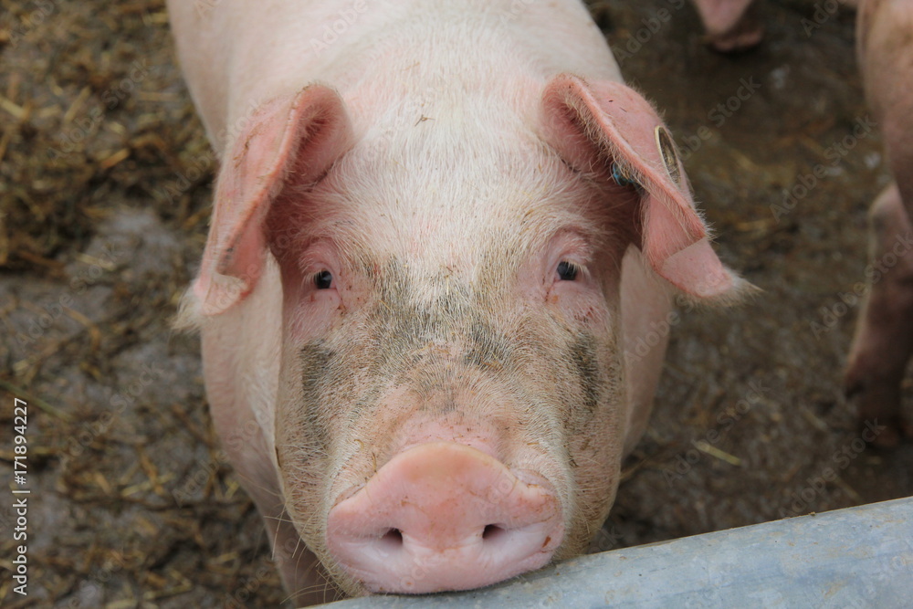Schweine aus biologischer Landwirtschaft Schweine aus biologischer Landwirtschaft
