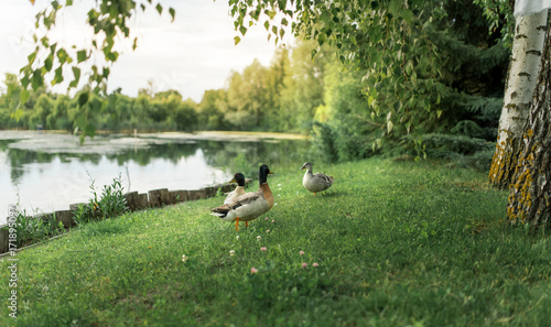 ducks family resting on green grass near picturesque lake