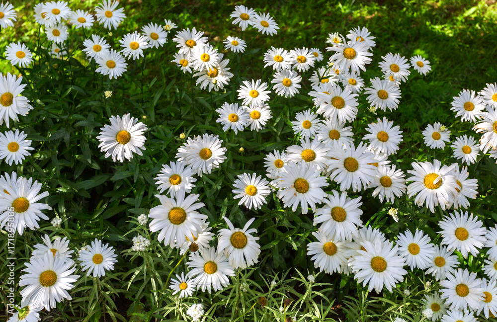 White chamomile flowers at summertime as nature floral background White chamomile flowers at summertime as nature floral background