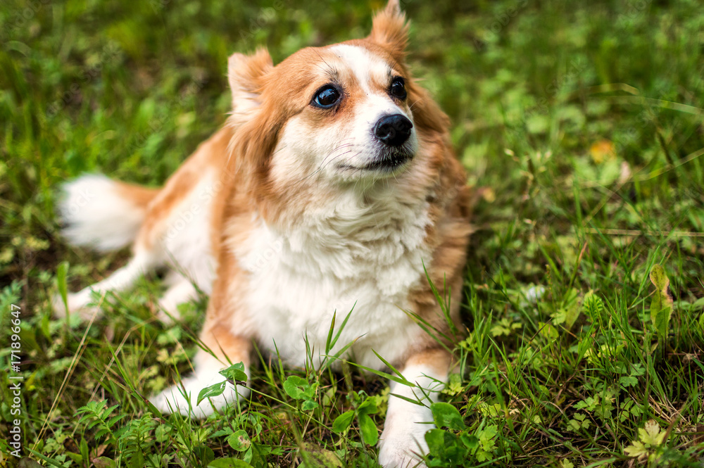 the dog of breed of a corgi lies in a green grass the dog of breed of a corgi lies in a green grass