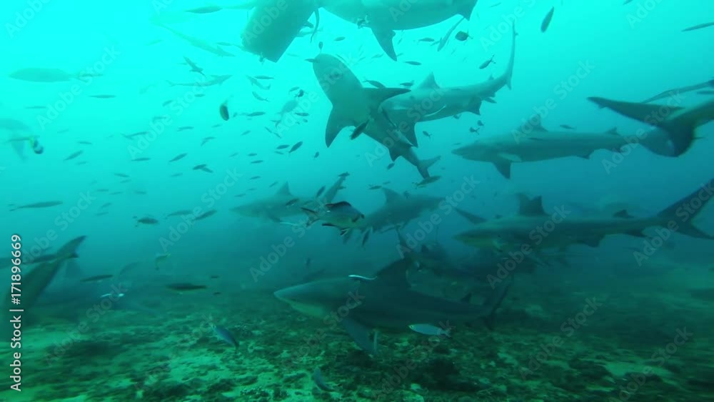 Herd of sharks swarm bait bin, underwater POV Herd of sharks swarm bait bin, underwater POV