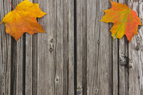 autumn yellow-orange maple leaves on a rustic wooden background