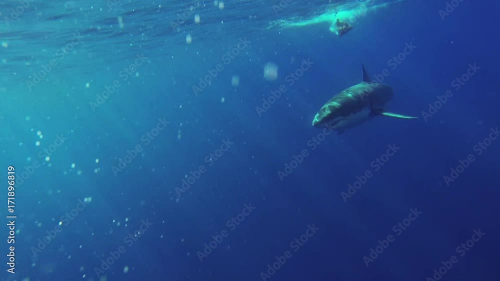 POV, getting into shark cage as great white passes POV, getting into shark cage as great white passes