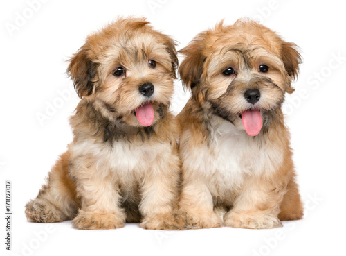 Fototapeta Naklejka Na Ścianę i Meble -  Two cute sitting havanese puppies